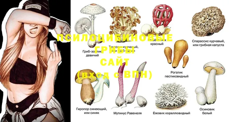 Псилоцибиновые грибы Psilocybine cubensis  Йошкар-Ола 